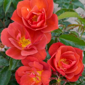 Beetrose 'Espresso'®